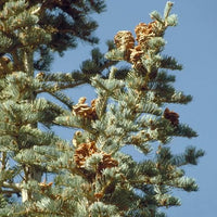 10 Graines de Sapin du Colorado, Abies concolor