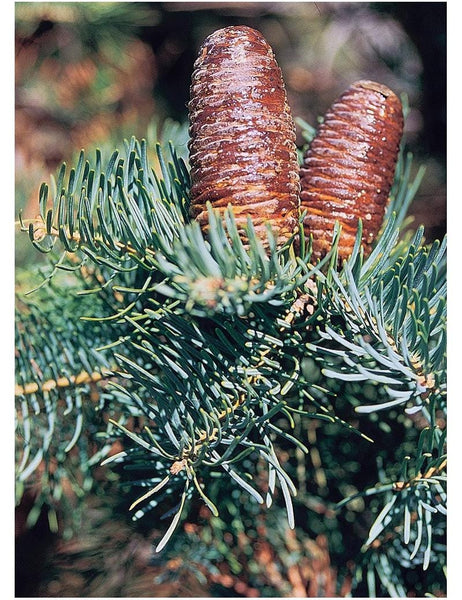 10 Graines de Sapin du Colorado, Abies concolor