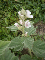 10 graines de Guimauve officinale, Althaea officinalis, Guimauve sauvage, Mauve blanche