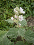 10 graines de Guimauve officinale, Althaea officinalis, Guimauve sauvage, Mauve blanche