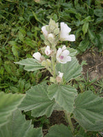 5 graines de Guimauve officinale, Althaea officinalis, Guimauve sauvage, Mauve blanche