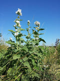 5 graines de Guimauve officinale, Althaea officinalis, Guimauve sauvage, Mauve blanche