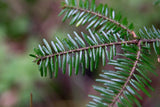 10 Graines de Abies Alba, Sapin blanc, Sapin commun, Sapin pectiné