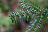 3 Graines de Abies Alba, Sapin blanc, Sapin commun, Sapin pectiné