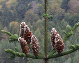 3 Graines de Abies Alba, Sapin blanc, Sapin commun, Sapin pectiné