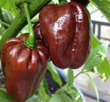 25 Graines de Piment Habanero Chocolate