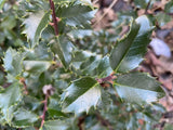 Feuilles de Houx Séchées, Ilex Aquifolium, Encens, Rituel, Breloques, Pagan, Wicca, Sorcellerie, Protection contre le Mal