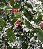 3 Graines de Ilex aquifolium, Houx Commun