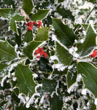 10 Graines de Ilex aquifolium, Houx Commun