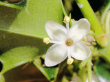 7 Graines de Ilex aquifolium, Houx Commun