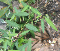 10 Graines Codariocalyx motorius, Plante qui Danse, Desmodium gyrans, Sainfoin Oscillant