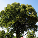 7 Graines de Tilleul argenté, Tilia tomentosa