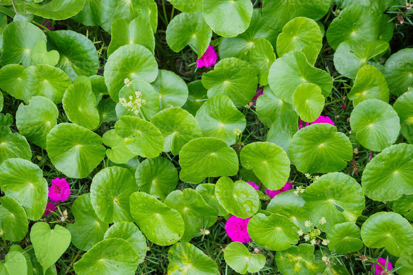 20 Graines Centella asiatica, Gotu Kola, Antanan, Pegaga, Brahmi, Plante médicinale