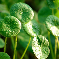 3 Graines Centella asiatica, Gotu Kola, Antanan, Pegaga, Brahmi, Plante médicinale