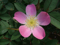 20 Graines de Rosier à feuilles rouges, Rosa rubrifolia