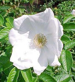 Rosa Rugosa Alba