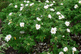 20 Graines , Rosier Rugosa, Rosa Rugosa Alba, Rosier du Japon, Rosier rugueux