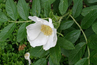 3 Graines Rosier Rugosa, Rosa Rugosa Alba, Rosier du Japon, Rosier rugueux