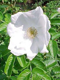 10 Graines , Rosier Rugosa, Rosa Rugosa Alba, Rosier du Japon, Rosier rugueux