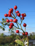 20 Graines de Rosa multiflora inermis, Rosier multiflore sans épine