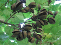 Rare 10 Graines de Paulownia tomentosa