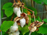 Graines de Cotonnier, Gossypium herbaceum, Cotonnier herbacé