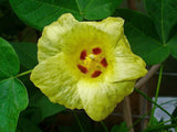 Graines de Cotonnier, Gossypium herbaceum, Cotonnier herbacé