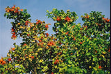 3 Graines de Rosier rugueux rouge, Rosa rugosa var. rubra