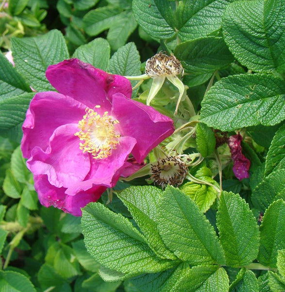 10 Graines de Rosier rugueux rouge, Rosa rugosa var. rubra