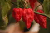 20 Graines de Piment Bhut Jolokia, Capsicum Chinense