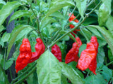 20 Graines de Piment Bhut Jolokia, Capsicum Chinense