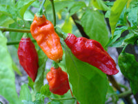 20 Graines de Piment Bhut Jolokia, Capsicum Chinense