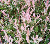 Bouture Saule Crevette, Salix integra Flamingo