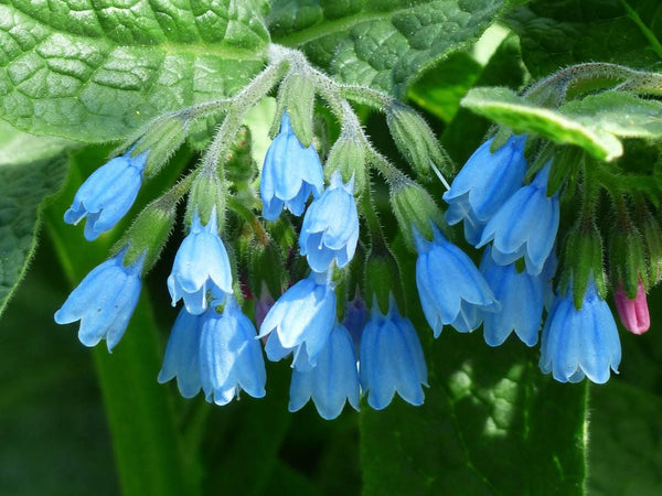 Bouture Consoude, Racines de Consoude Bleue, Symphytum officinale, Plante Médicinale