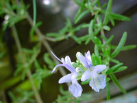 Boutures Romarin, Salvia Rosmarinus, Rosmarinus Oficinalis