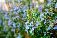 Boutures Romarin, Salvia Rosmarinus, Rosmarinus Oficinalis