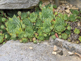 Plant de Joubarbe, Plante Grasse, Sempervivum, Barbe de Jupiter, Jovibarba,