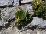 Plant de Joubarbe, Plante Grasse, Sempervivum, Barbe de Jupiter, Jovibarba,