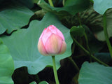 Graines de Lotus Sacré, Nelumbo Nucifera