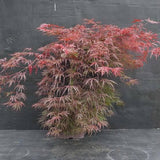 Graines Acer Palmatum Dissectum Viridis Fastigiata, Érable du Japon