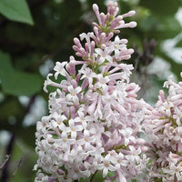 10 Graines de Lilas velu, Syringa villosa