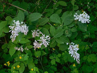 10 Graines de Lilas de Hongrie, Syringa josikaea