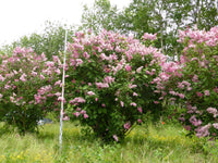 10 Graines de Lilas de Hongrie, Syringa josikaea