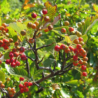 3 Graines d'Alisier blanc, Sorbus aria