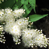 7 Graines de Sorbier du Japon, Sorbus commixta