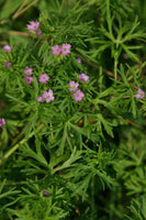 10 Graines de Geranium dissectum, Géranium à feuilles découpées