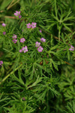 10 Graines de Geranium dissectum, Géranium à feuilles découpées