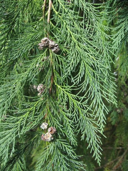 20 Graines de Cyprès de Lawson, Chamaecyparis lawsoniana