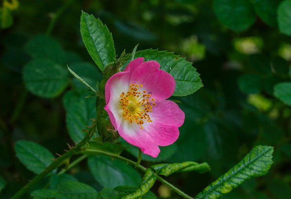 5 Graines de Rosier pimprenelle, Rosa pimpinellifolia