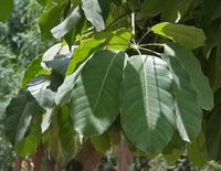 3 Graines Schefflera actinophylla, Arbre ombrelle, Arbre pieuvre